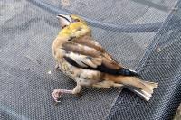 Coccothraustes coccothraustes