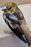 Coccothraustes coccothraustes