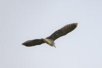 Nycticorax nycticorax