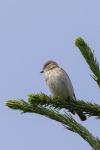 Muscicapa striata