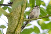 Aegithalos caudatus