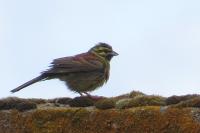 Emberiza cirlus