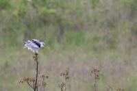 Elanus caeruleus