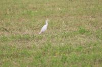 Bubulcus ibis