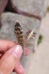 Coturnix coturnix