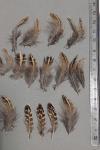 Coturnix coturnix