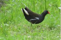 Gallinula chloropus