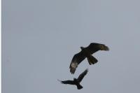 Milvus migrans