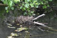 Gallinula chloropus