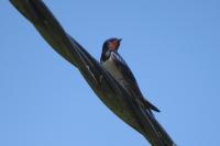 Hirundo rustica