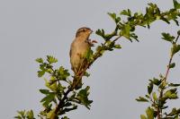 Passer domesticus