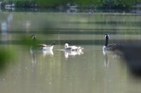 Branta canadensis