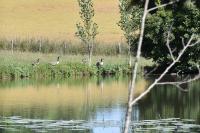 Branta canadensis