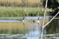 Branta canadensis