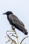 Corvus corone