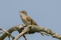 Sylvia communis