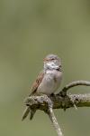 Sylvia communis
