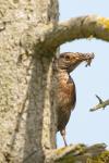 Turdus merula