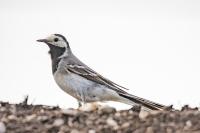 Motacilla alba