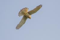 Falco tinnunculus