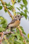 Saxicola rubicola