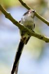 Aegithalos caudatus