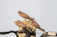 Falco tinnunculus