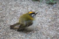 Regulus ignicapilla