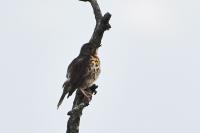 Turdus philomelos