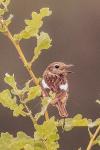 Saxicola rubicola