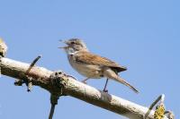 Sylvia communis