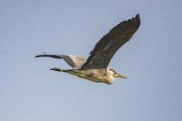 Ardea cinerea