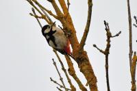 Dendrocopos major