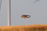 Falco peregrinus