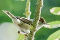 Sylvia atricapilla