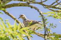 Streptopelia turtur
