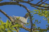 Streptopelia turtur