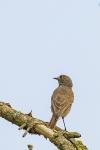 Phoenicurus ochruros