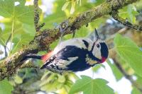 Dendrocopos major