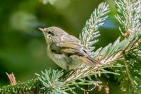 Phylloscopus collybita