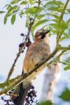 Garrulus glandarius