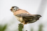 Falco tinnunculus