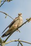 Falco tinnunculus