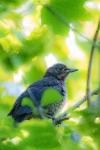 Turdus merula