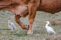 Bubulcus ibis