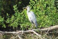 Ardea cinerea