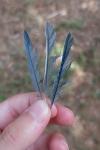 Cyanistes caeruleus