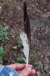 Buteo buteo