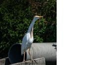 Bubulcus ibis