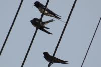 Hirundo rustica